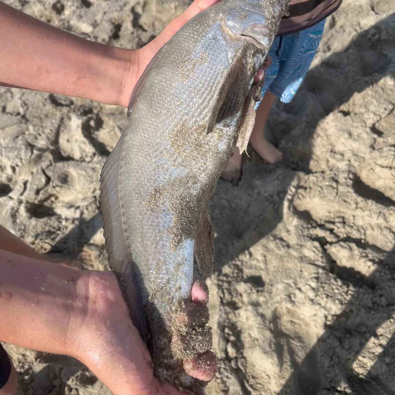 California corbina caught on Fishbrain