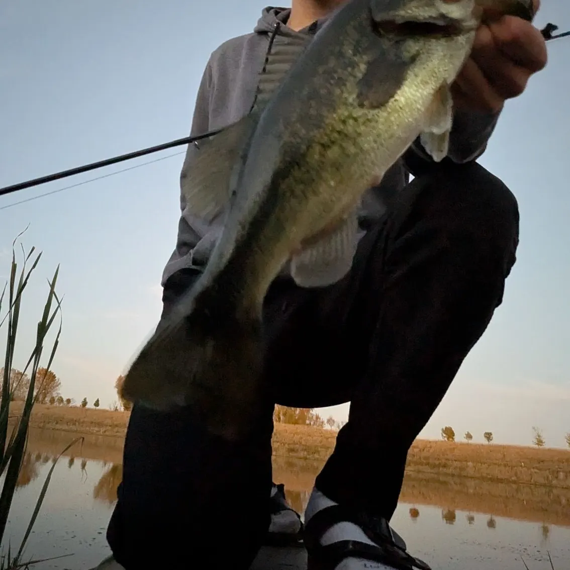 Largemouth bass caught on Fishbrain