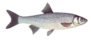 Common dace
