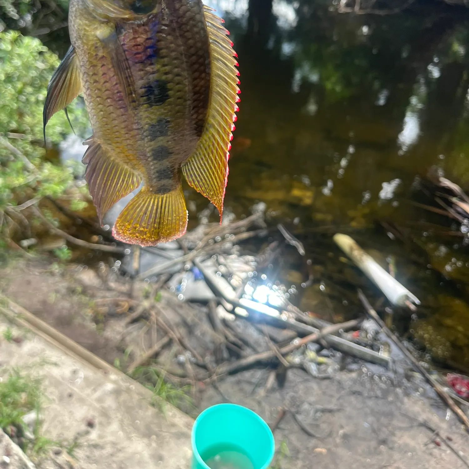 Spotted tilapia caught on Fishbrain