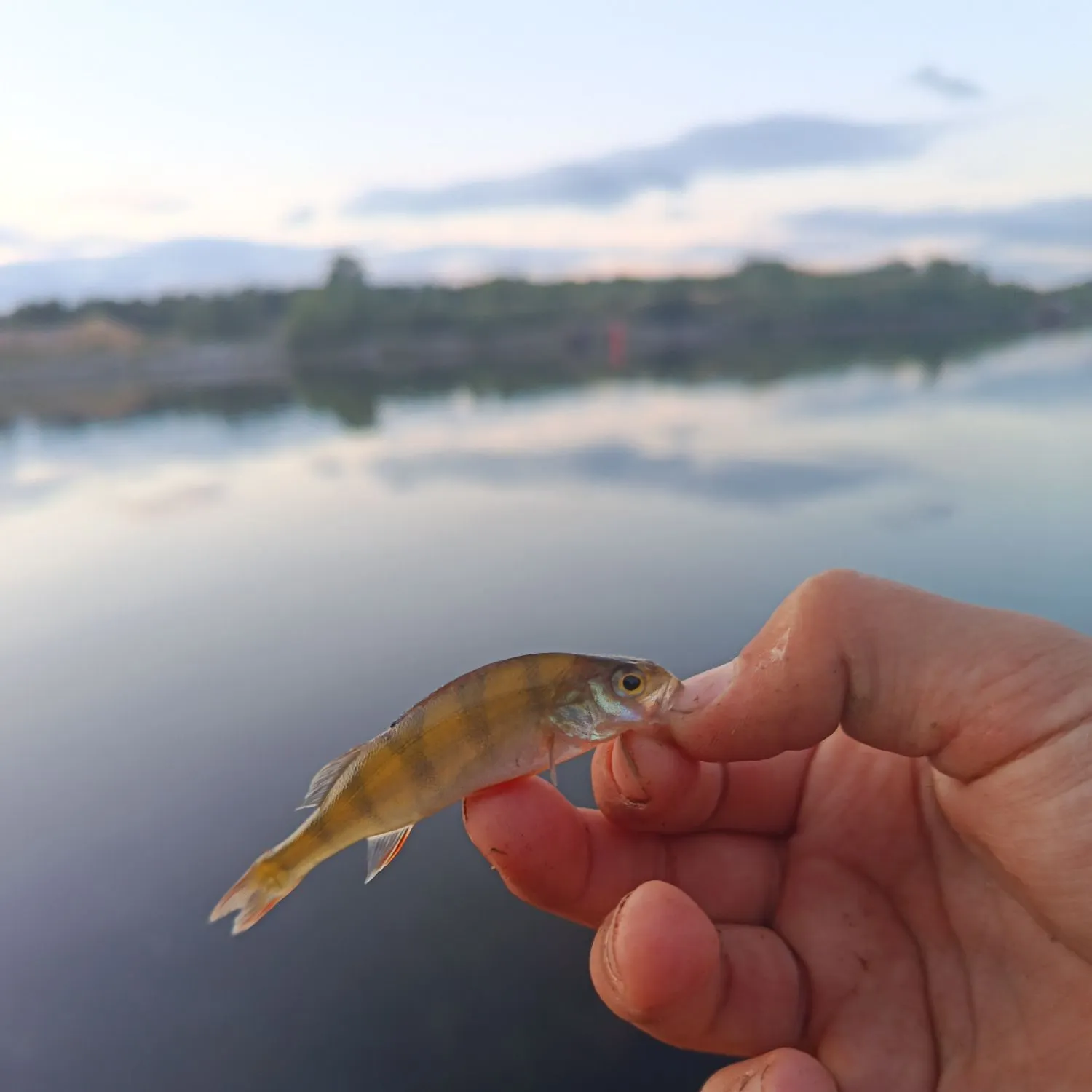 European perch caught on Fishbrain