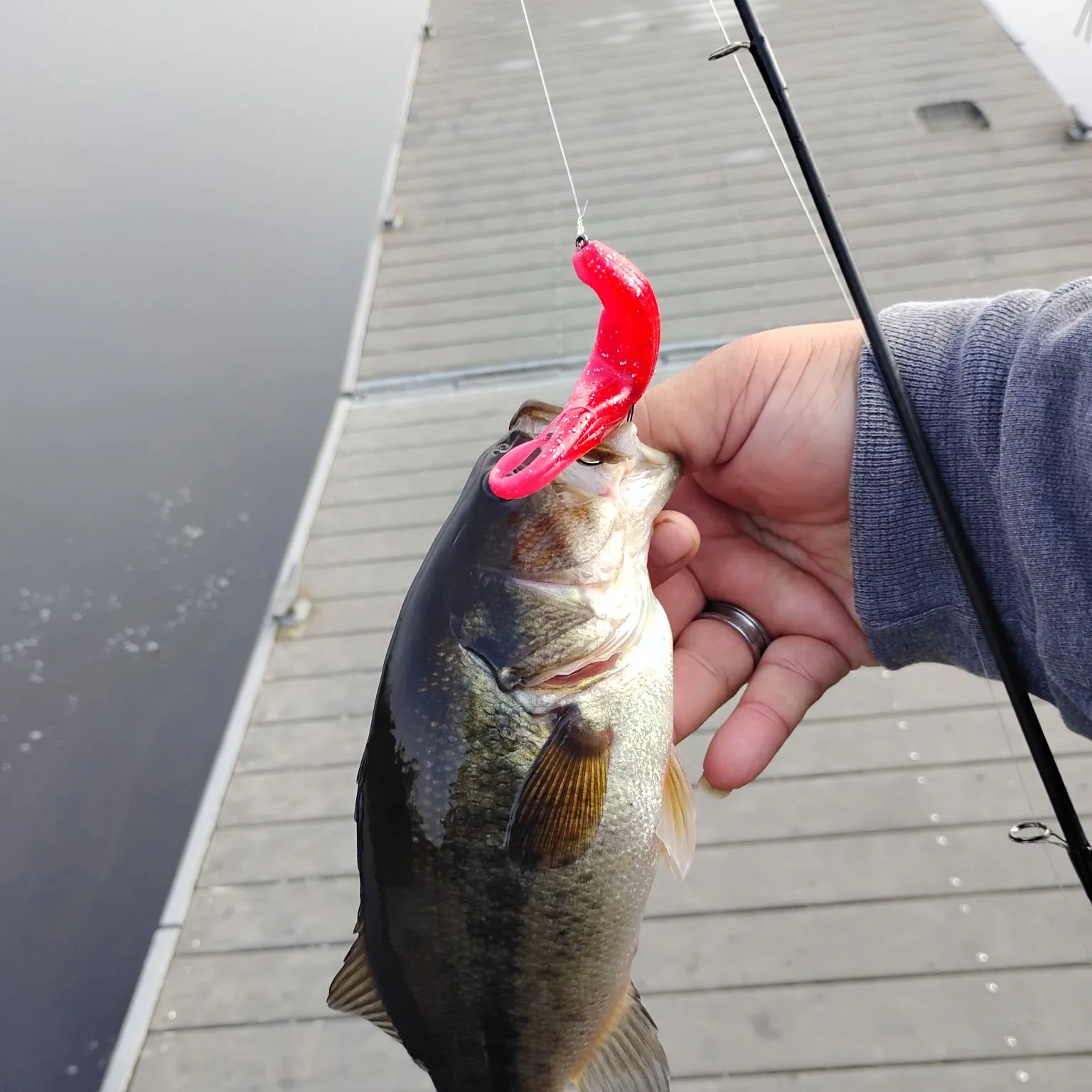 Largemouth bass caught on Fishbrain