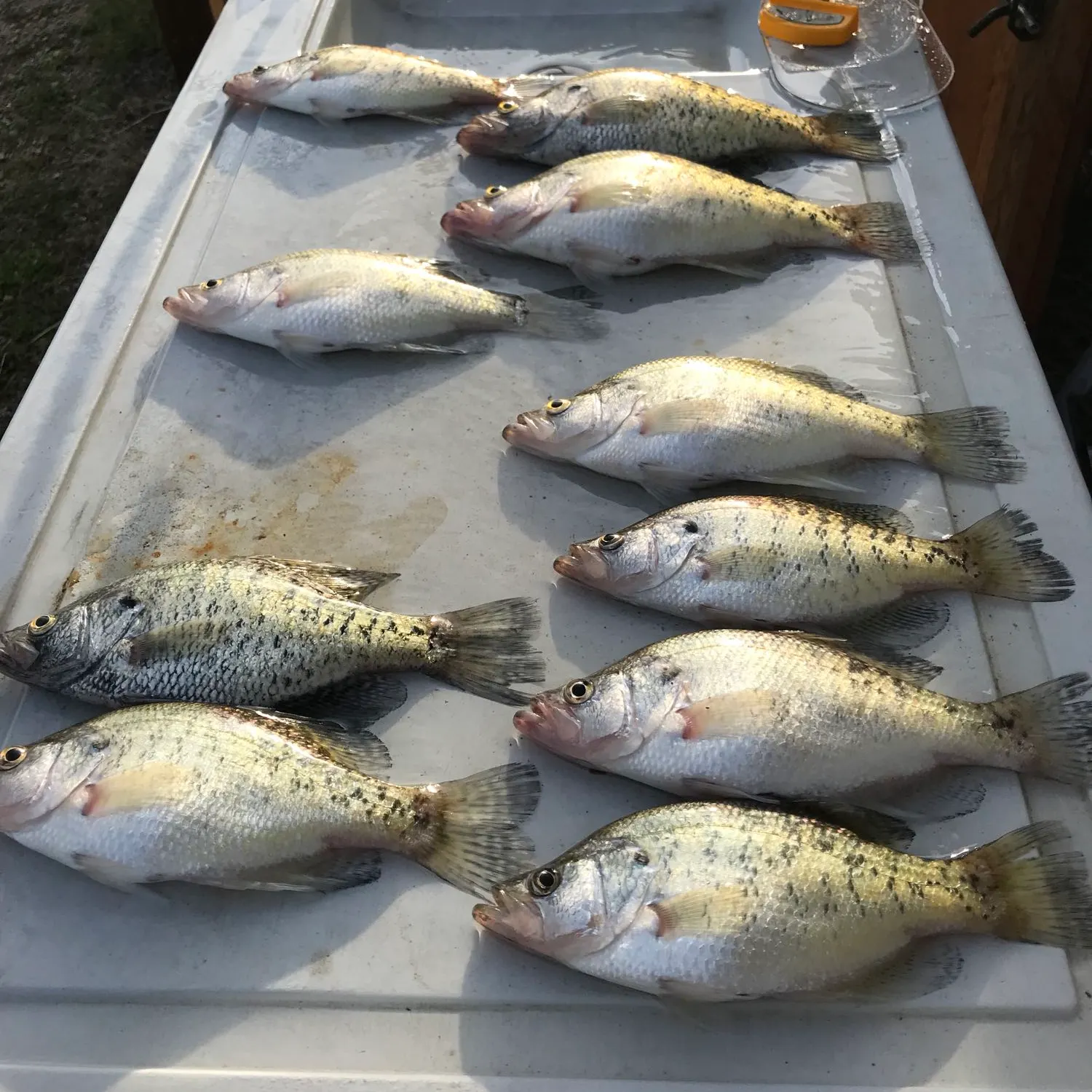 recently logged catches