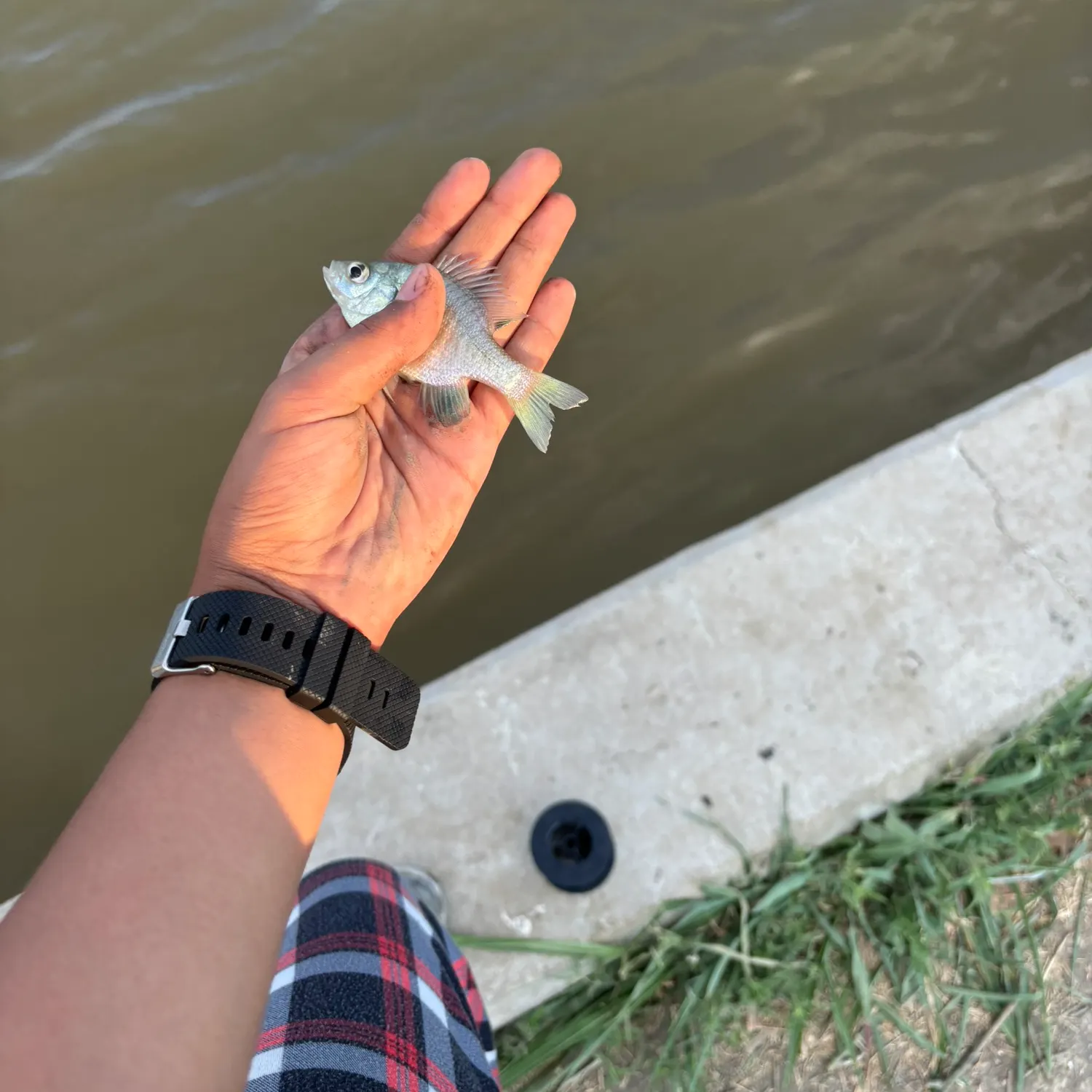 Greengill hybrid caught on Fishbrain