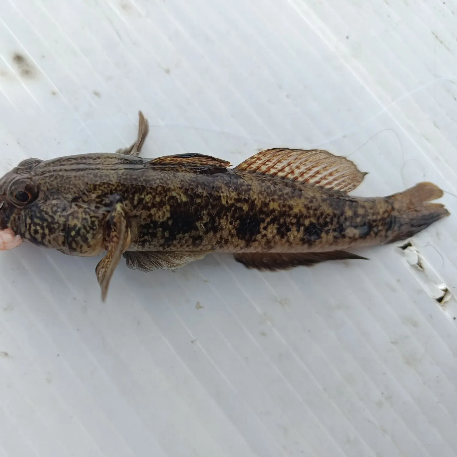 Rock goby caught on Fishbrain