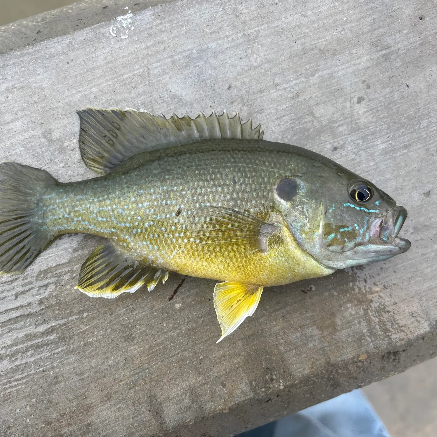 Green sunfish caught on Fishbrain