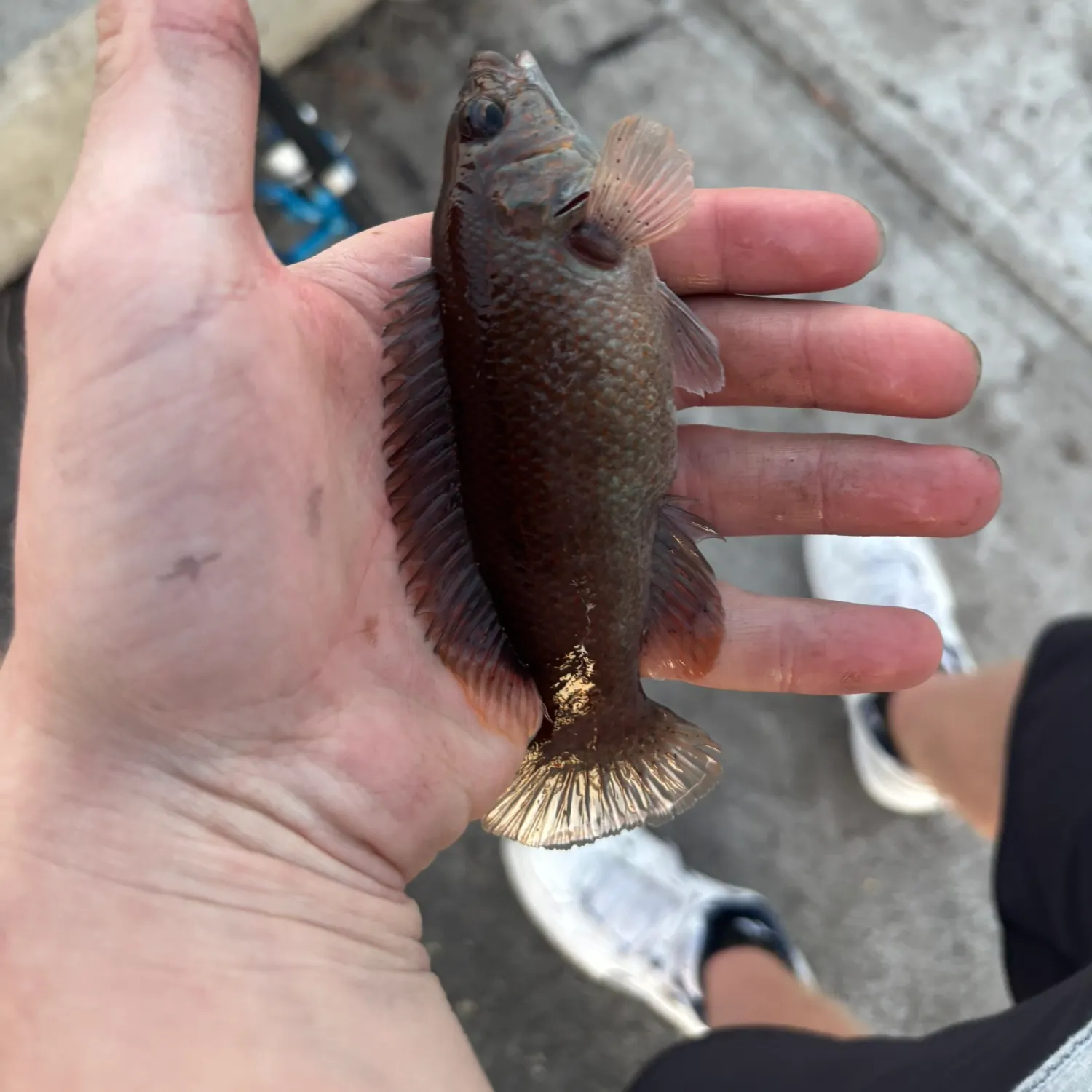 Cunner caught on Fishbrain