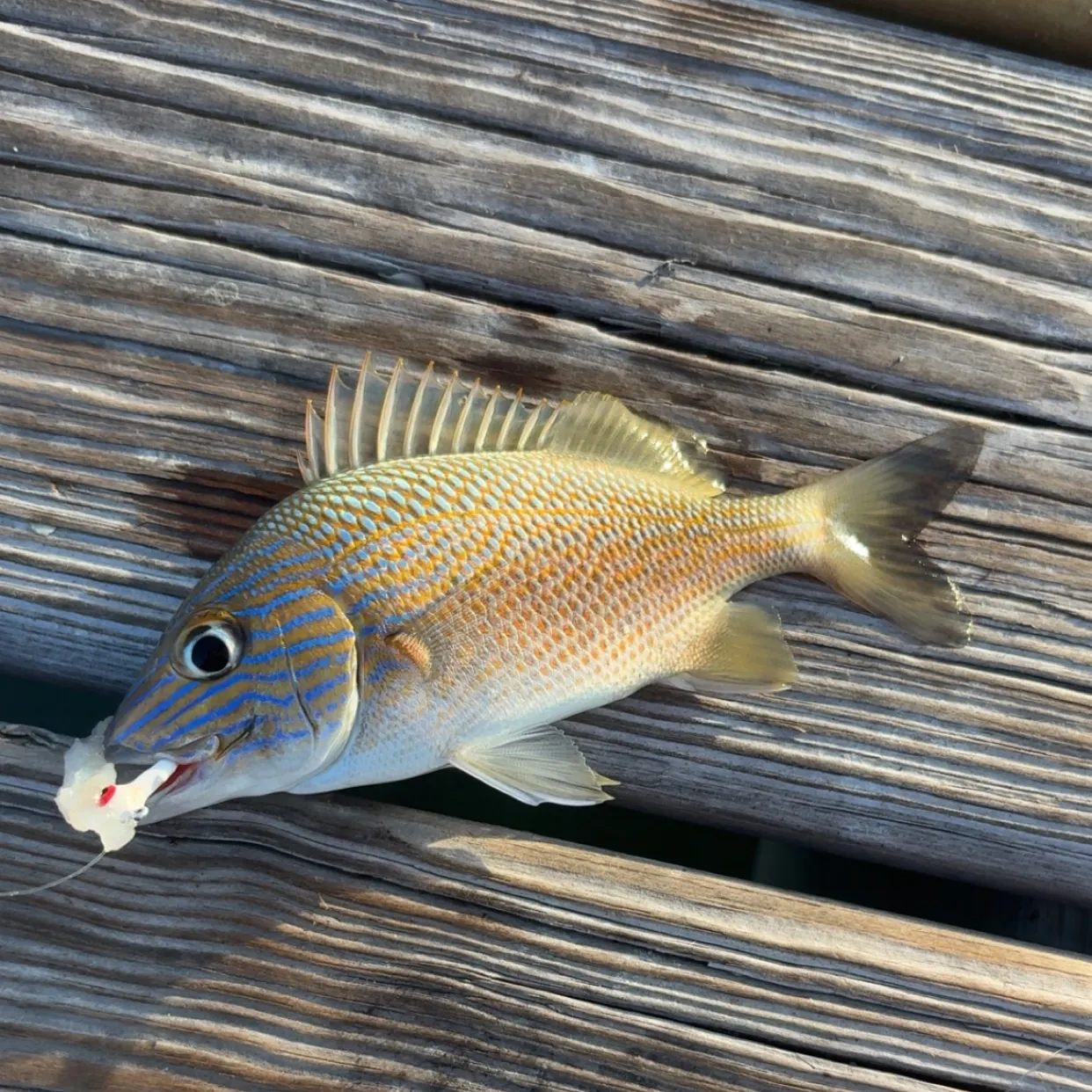 The most recent White grunt catches on Fishbrain