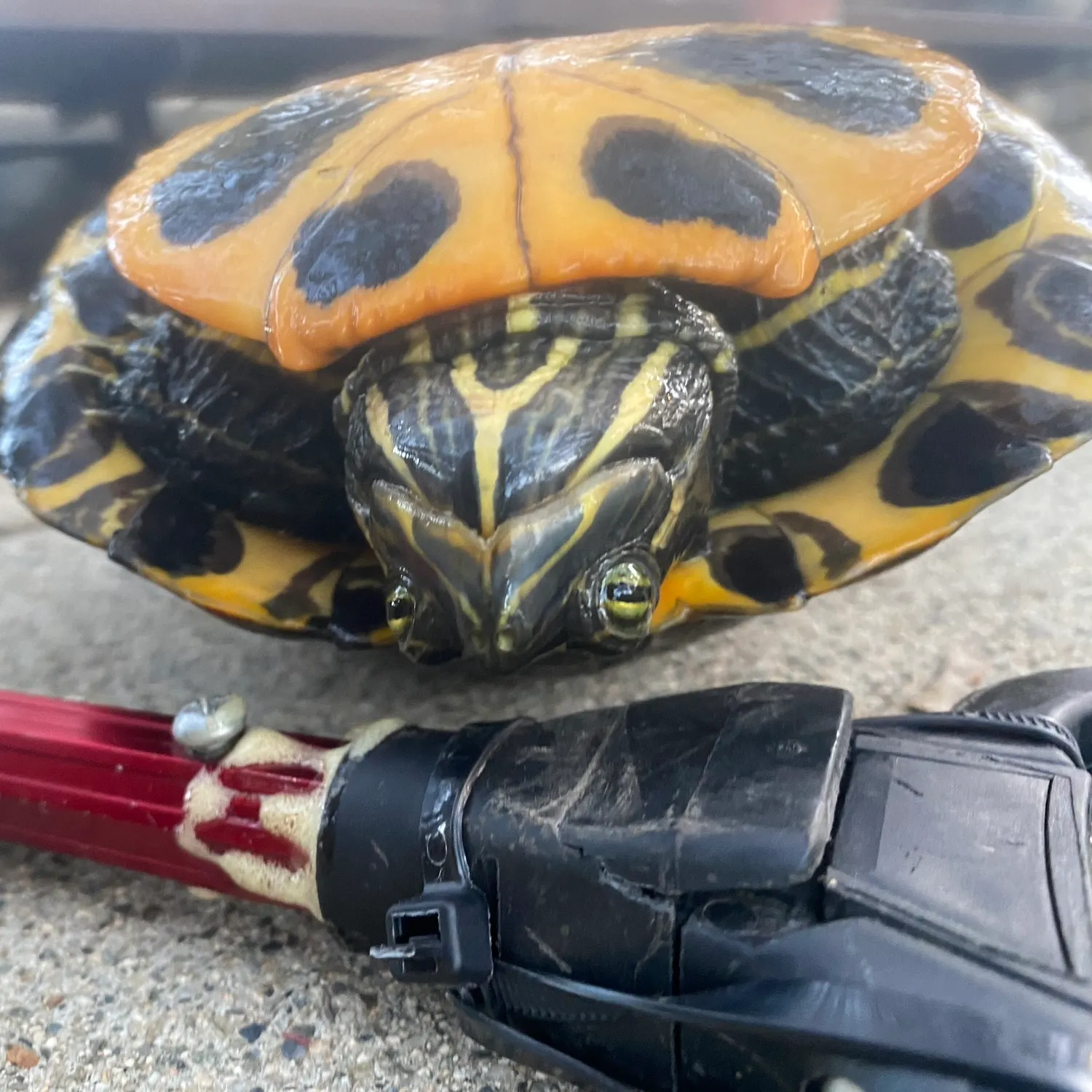 Pond slider turtle caught on Fishbrain