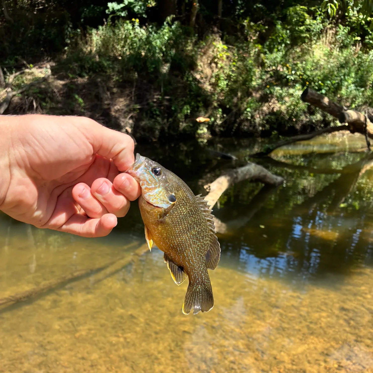 Green sunfish caught on Fishbrain