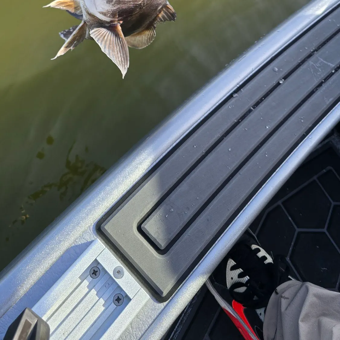 Freshwater drum caught on Fishbrain