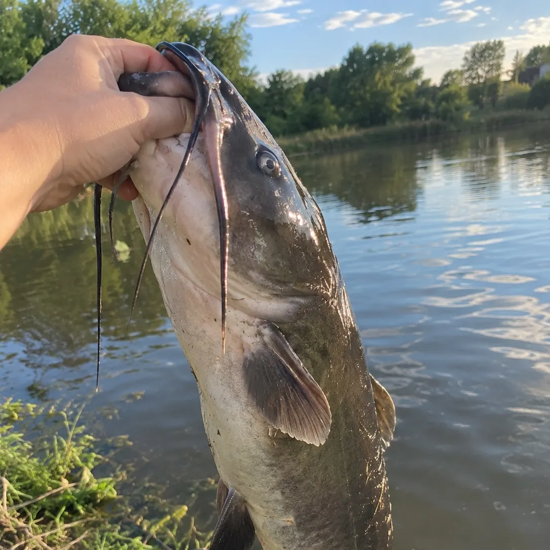Channel catfish caught on Fishbrain