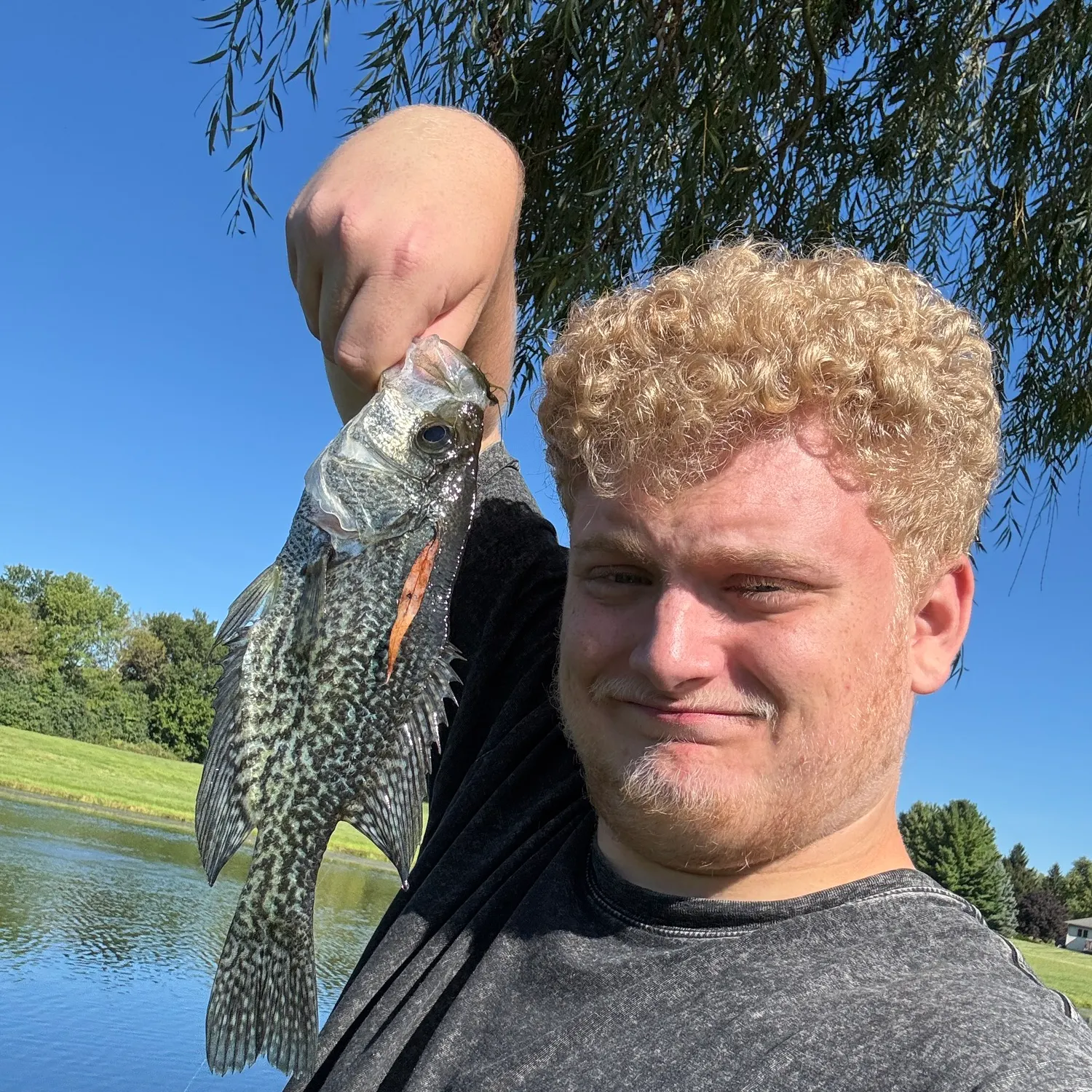 Black crappie caught on Fishbrain