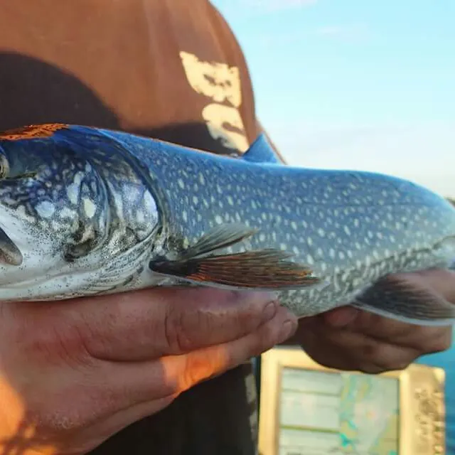 angler catch