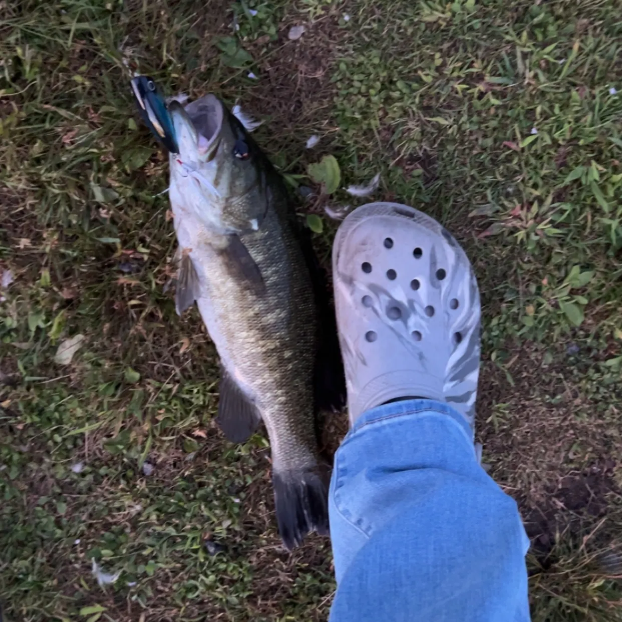 Smallmouth bass caught on Fishbrain
