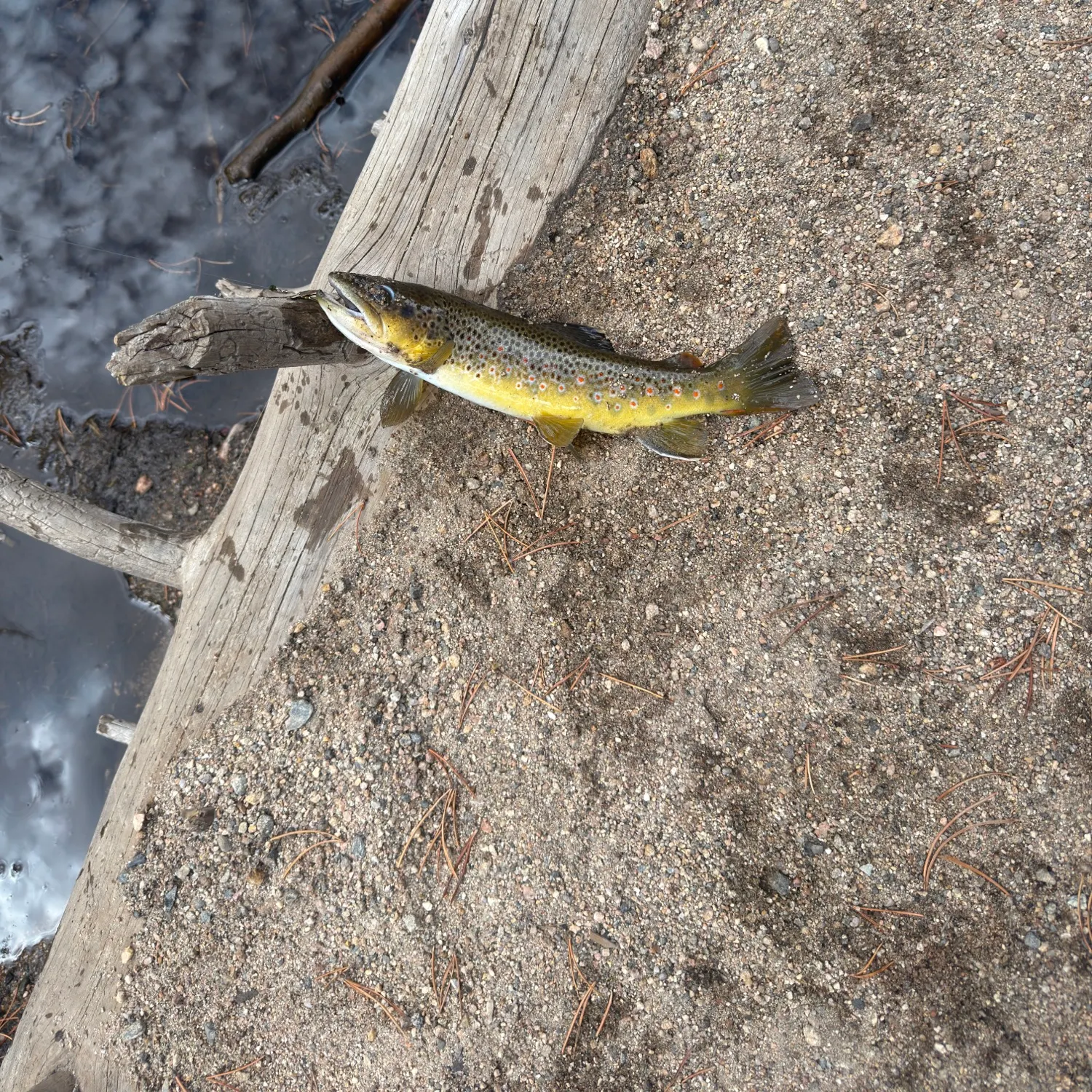 Brown trout caught on Fishbrain