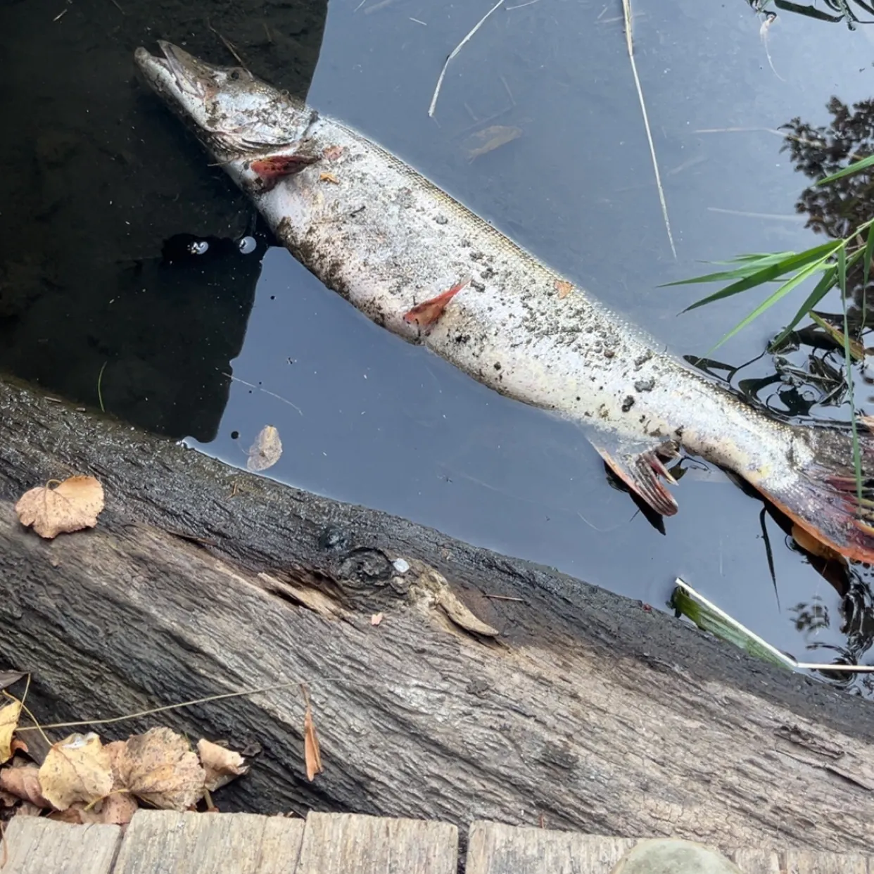 Northern pike caught on Fishbrain