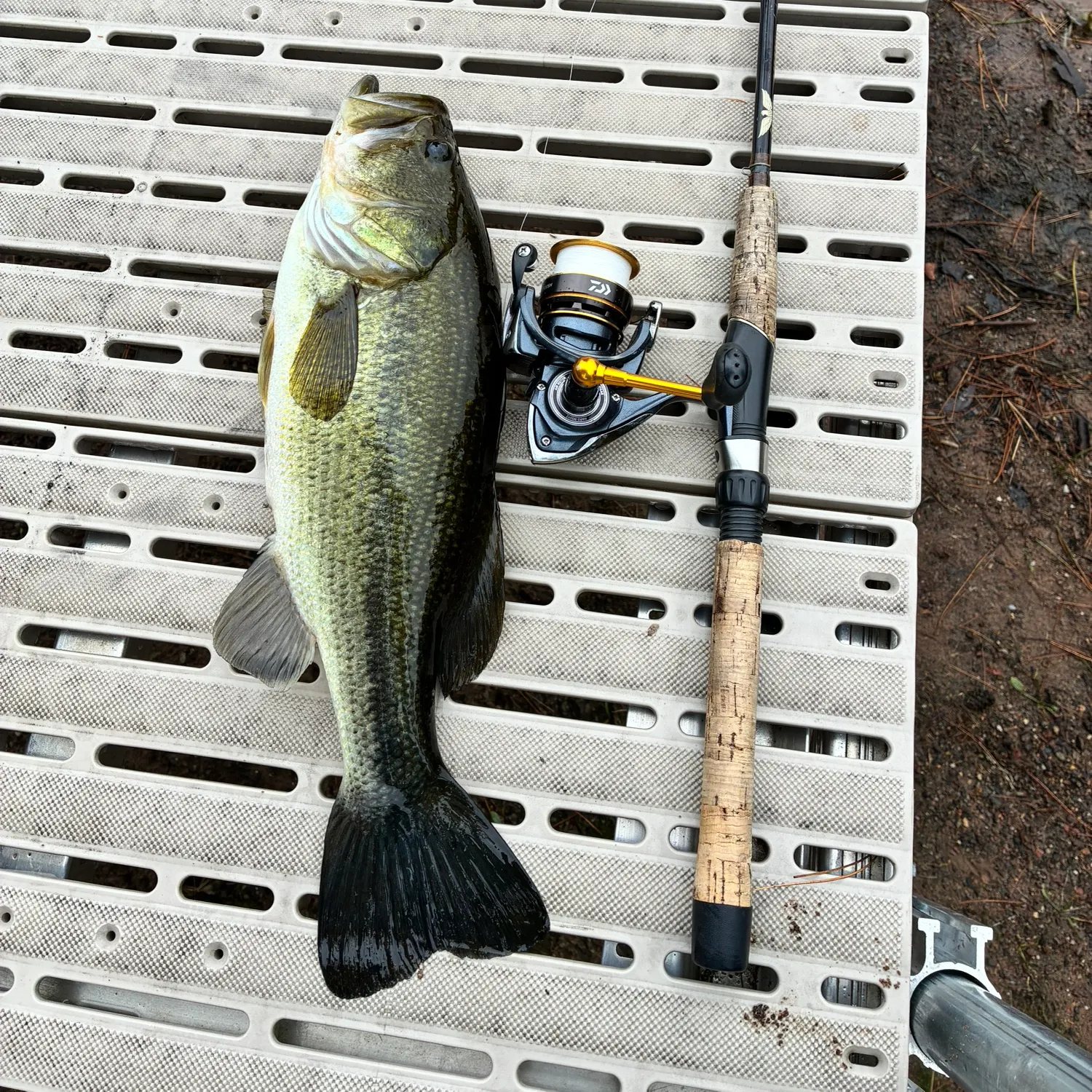 Largemouth bass caught on Fishbrain