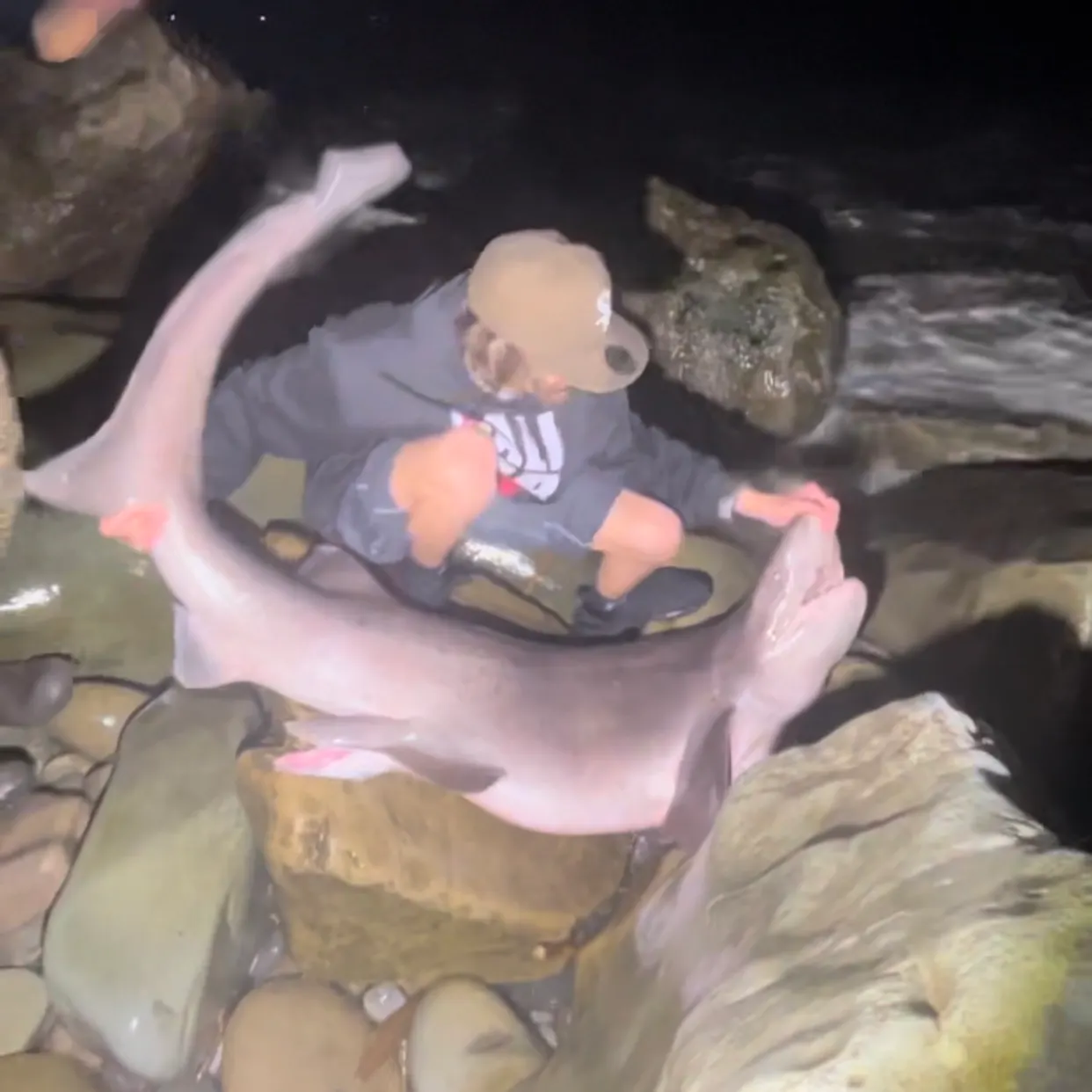 The most recent Broadnose sevengill shark catches on Fishbrain