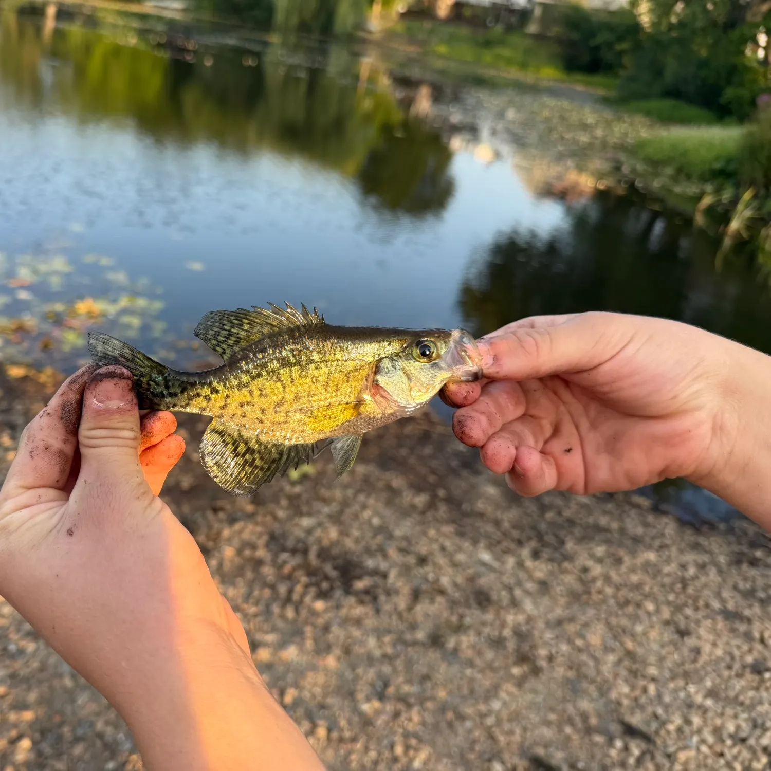 catch
