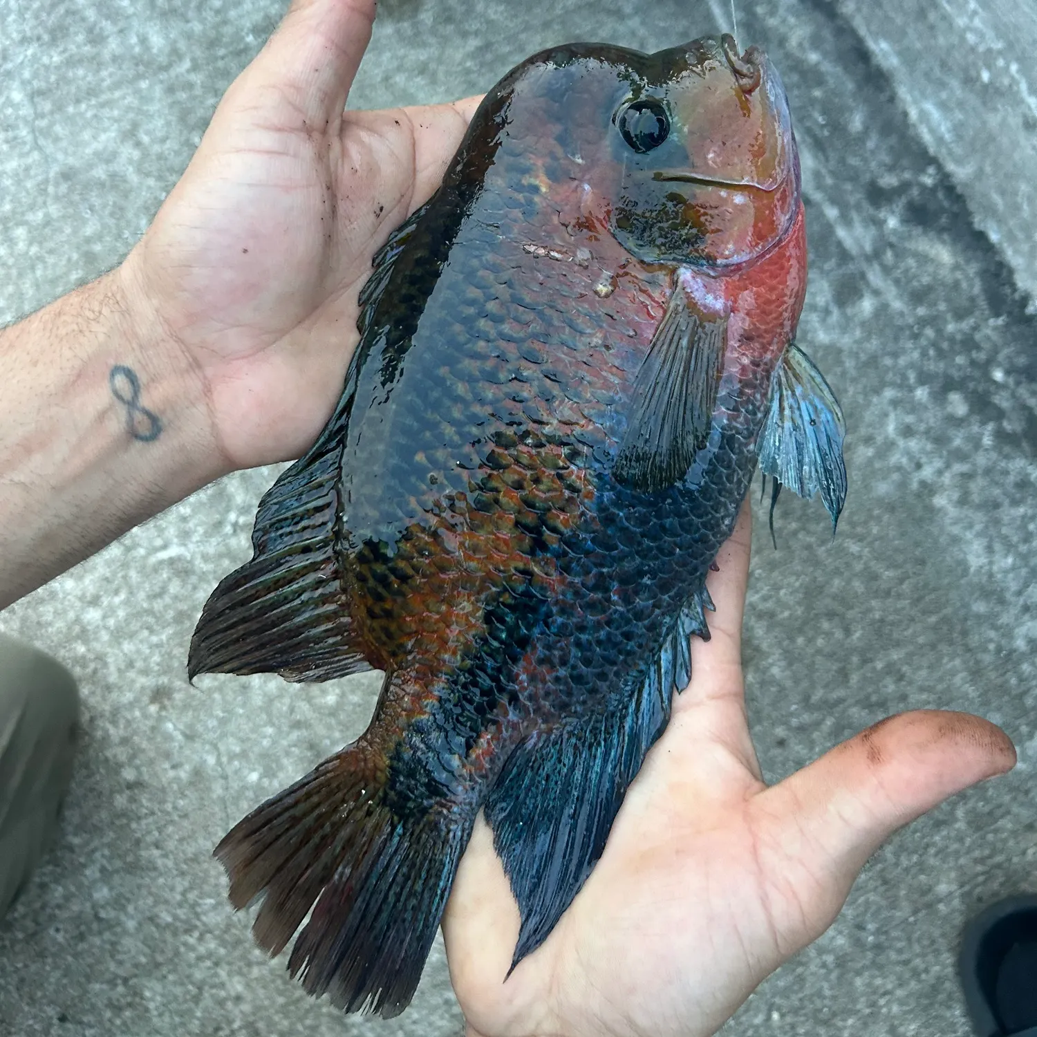 The most recent Redhead cichlid catches on Fishbrain