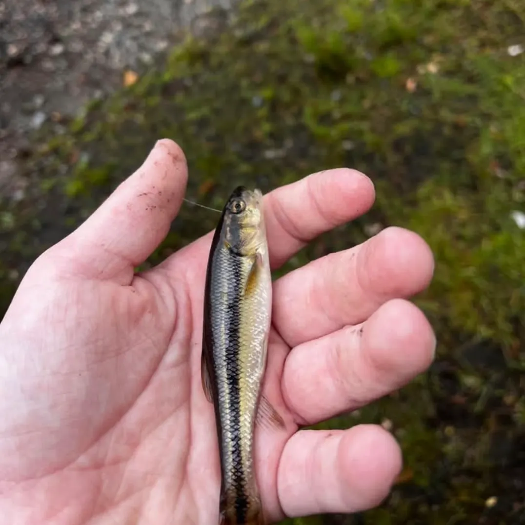 The most recent Creek chub catches on Fishbrain