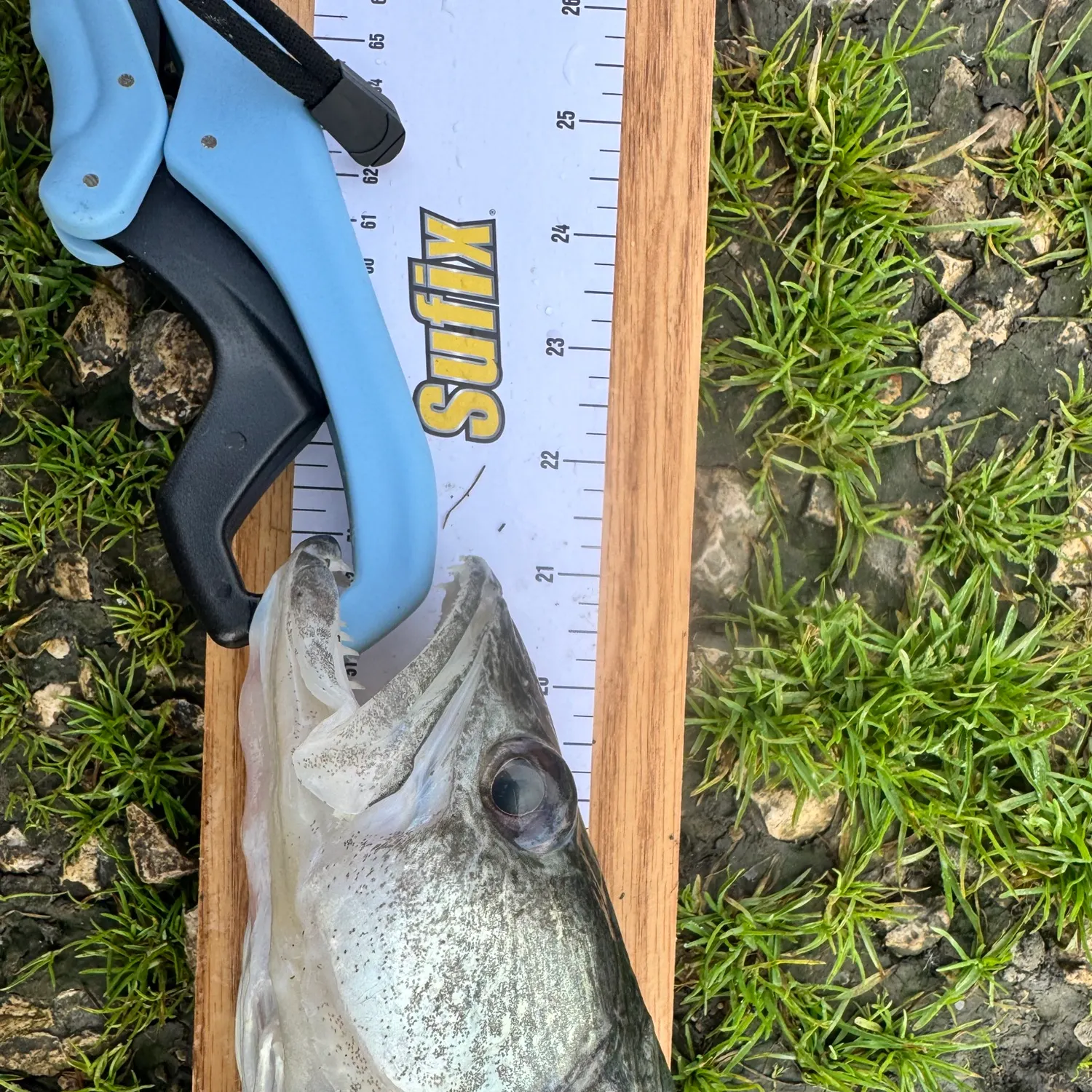 Fish caught on Fishbrain