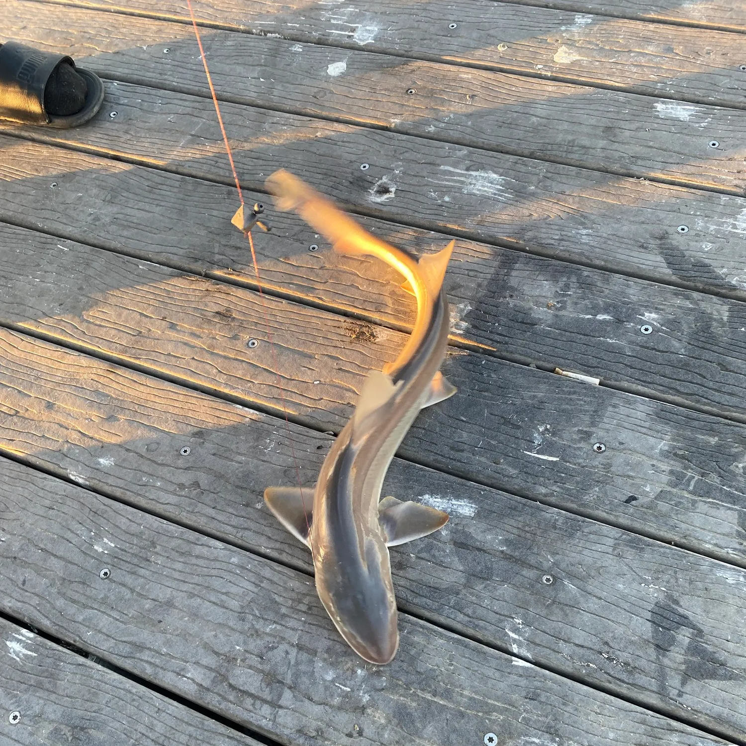 Grey smooth-hound caught on Fishbrain