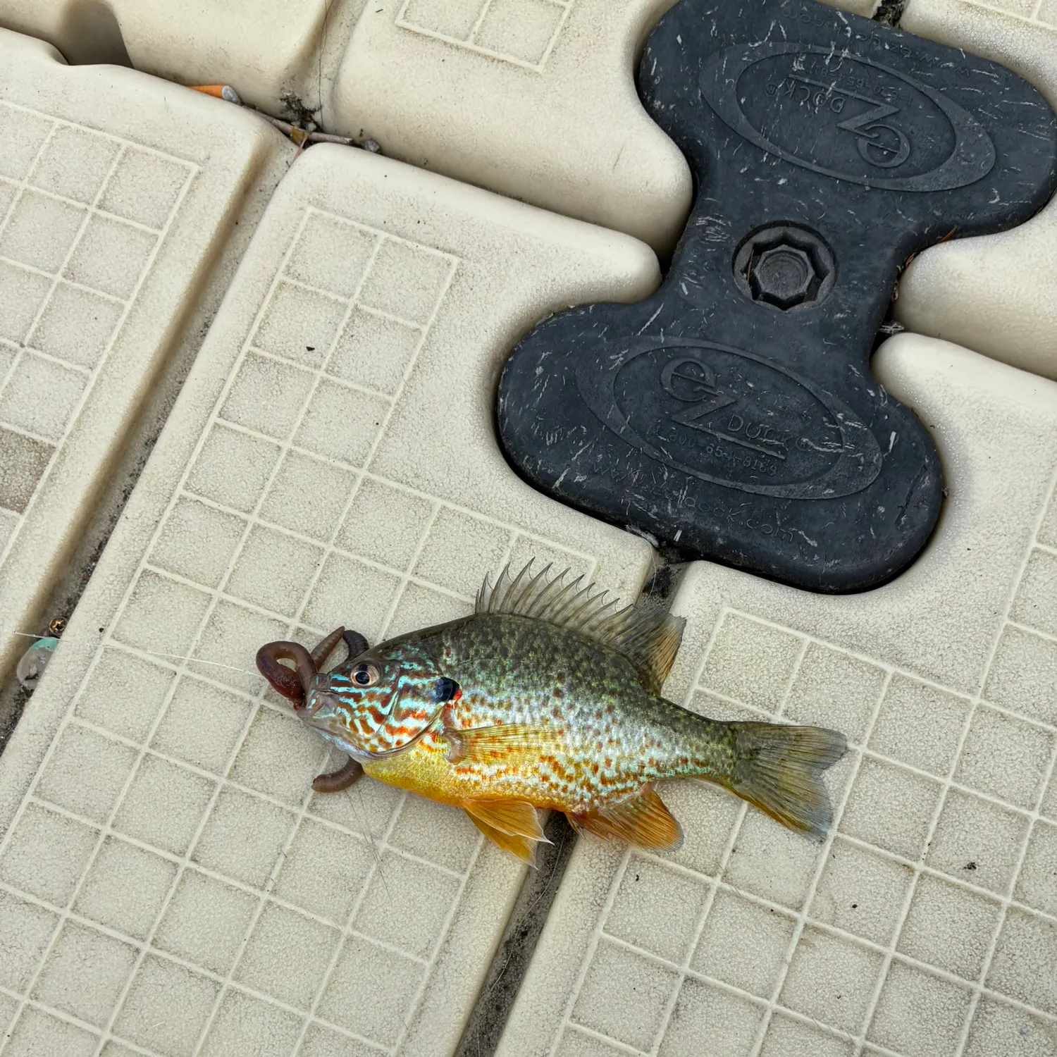 Pumpkinseed caught on Fishbrain