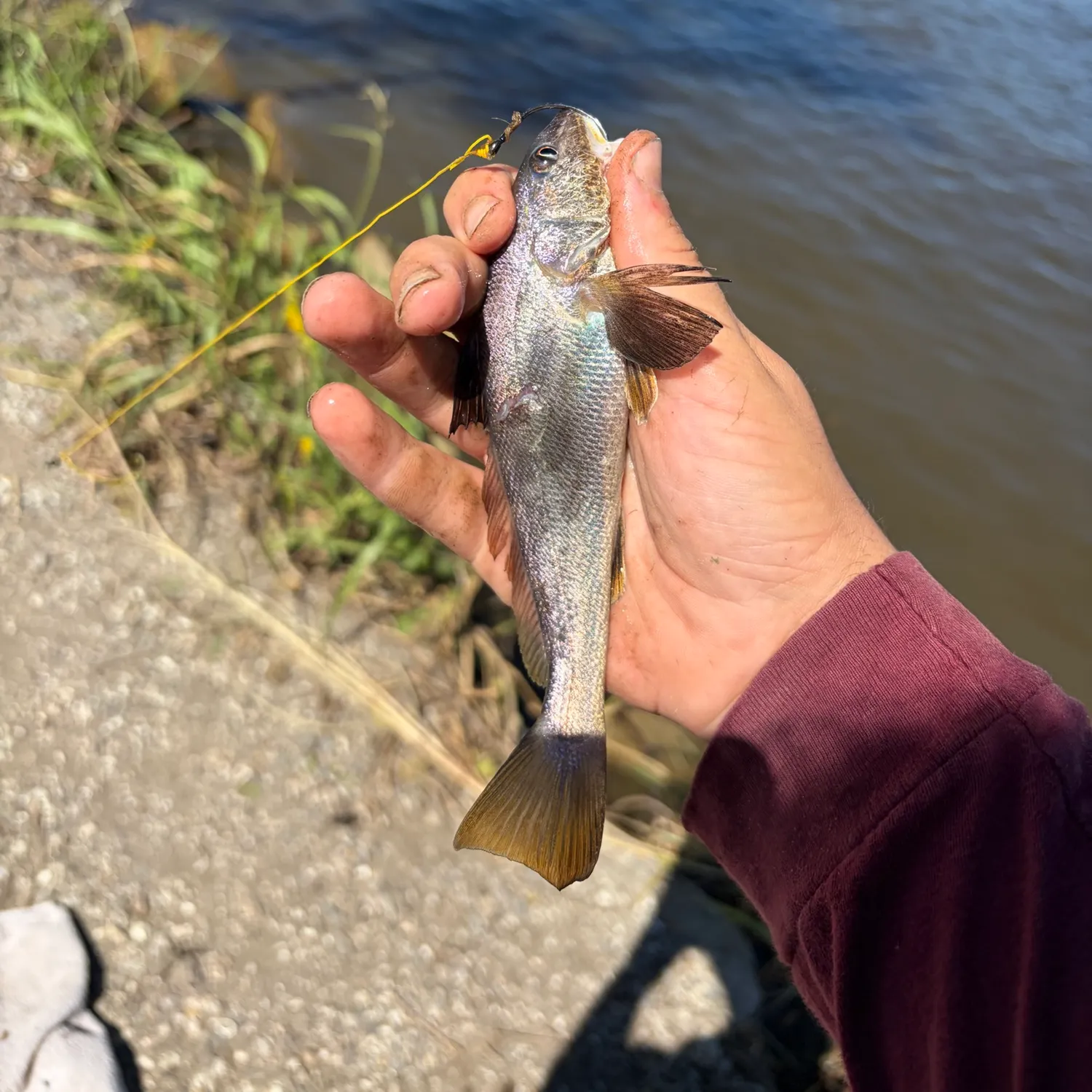 Southern kingcroaker caught on Fishbrain