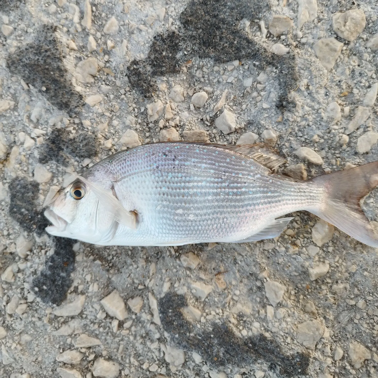 The most recent Common seabream catches on Fishbrain
