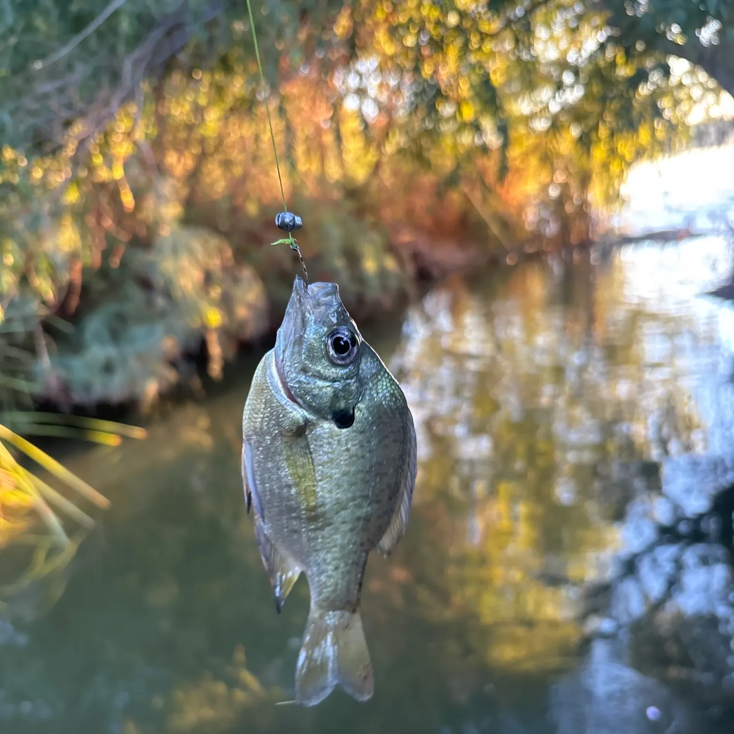 Bluegill caught on Fishbrain