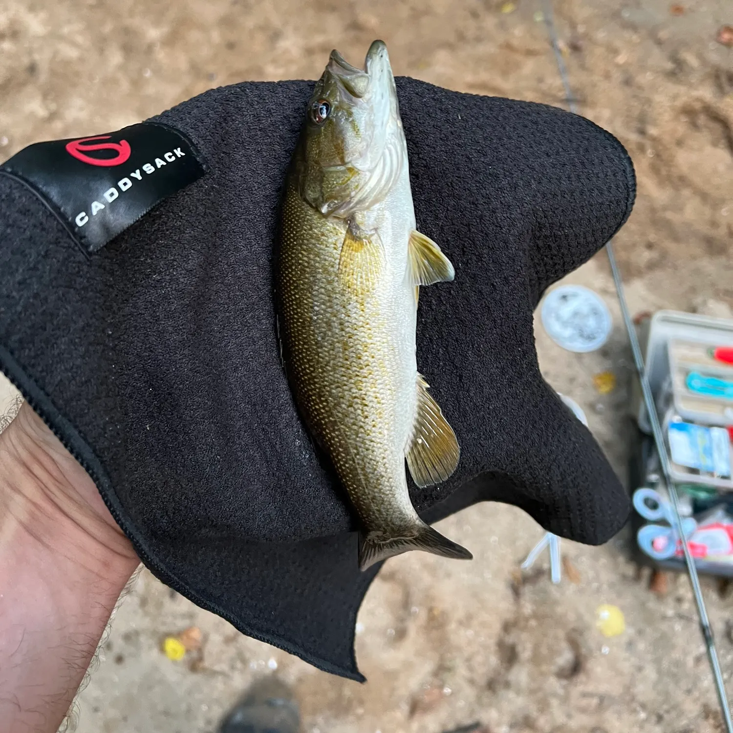 Smallmouth bass caught on Fishbrain