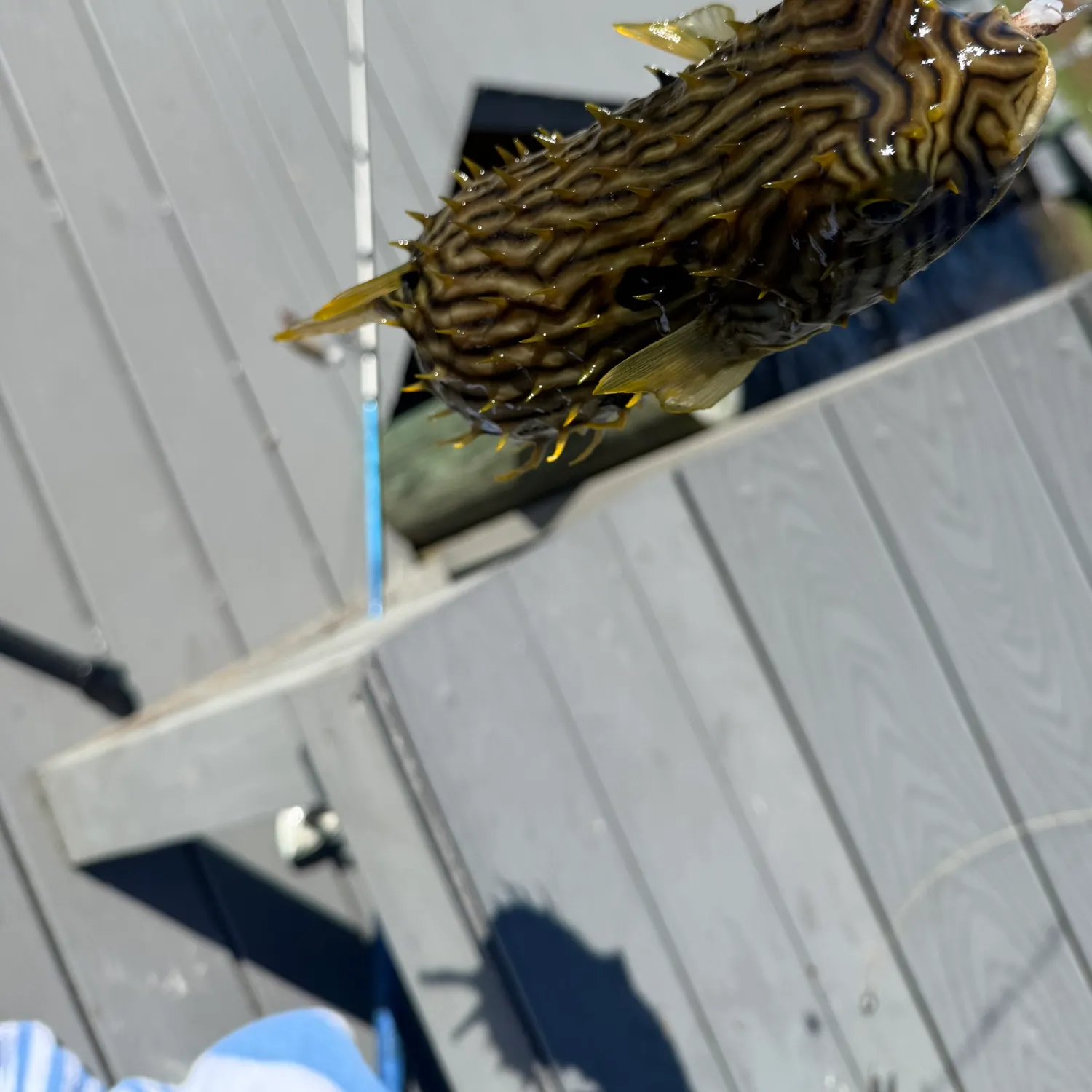 The most recent Evileye pufferfish catches on Fishbrain