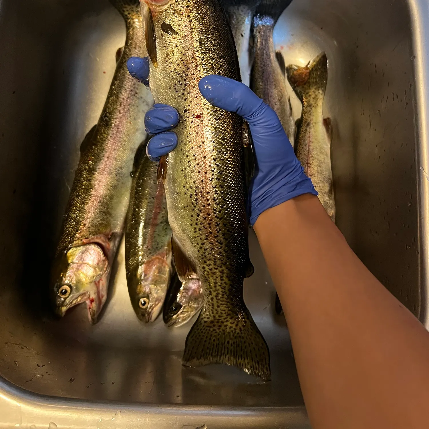 Rainbow trout caught on Fishbrain