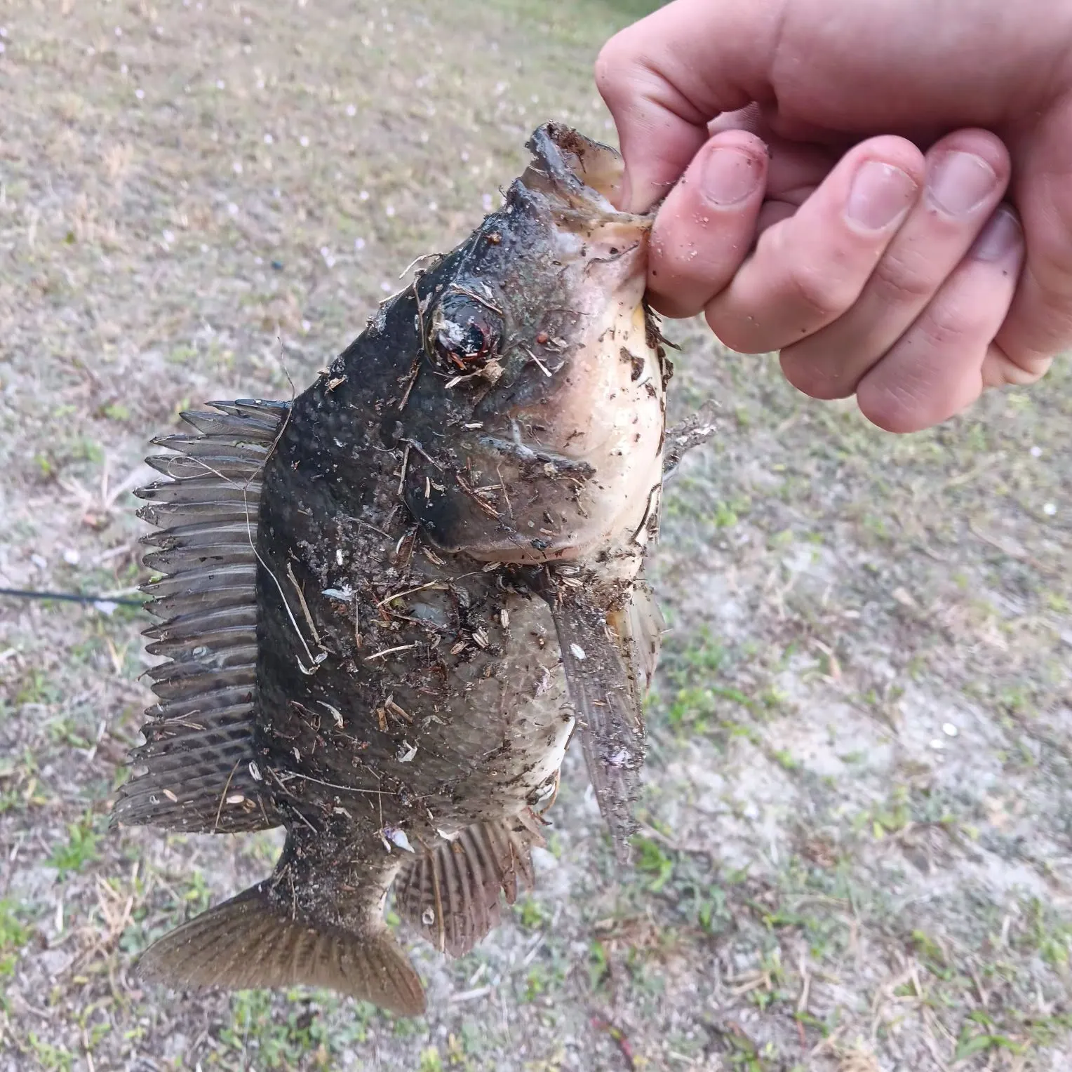 The most recent Nile tilapia catches on Fishbrain