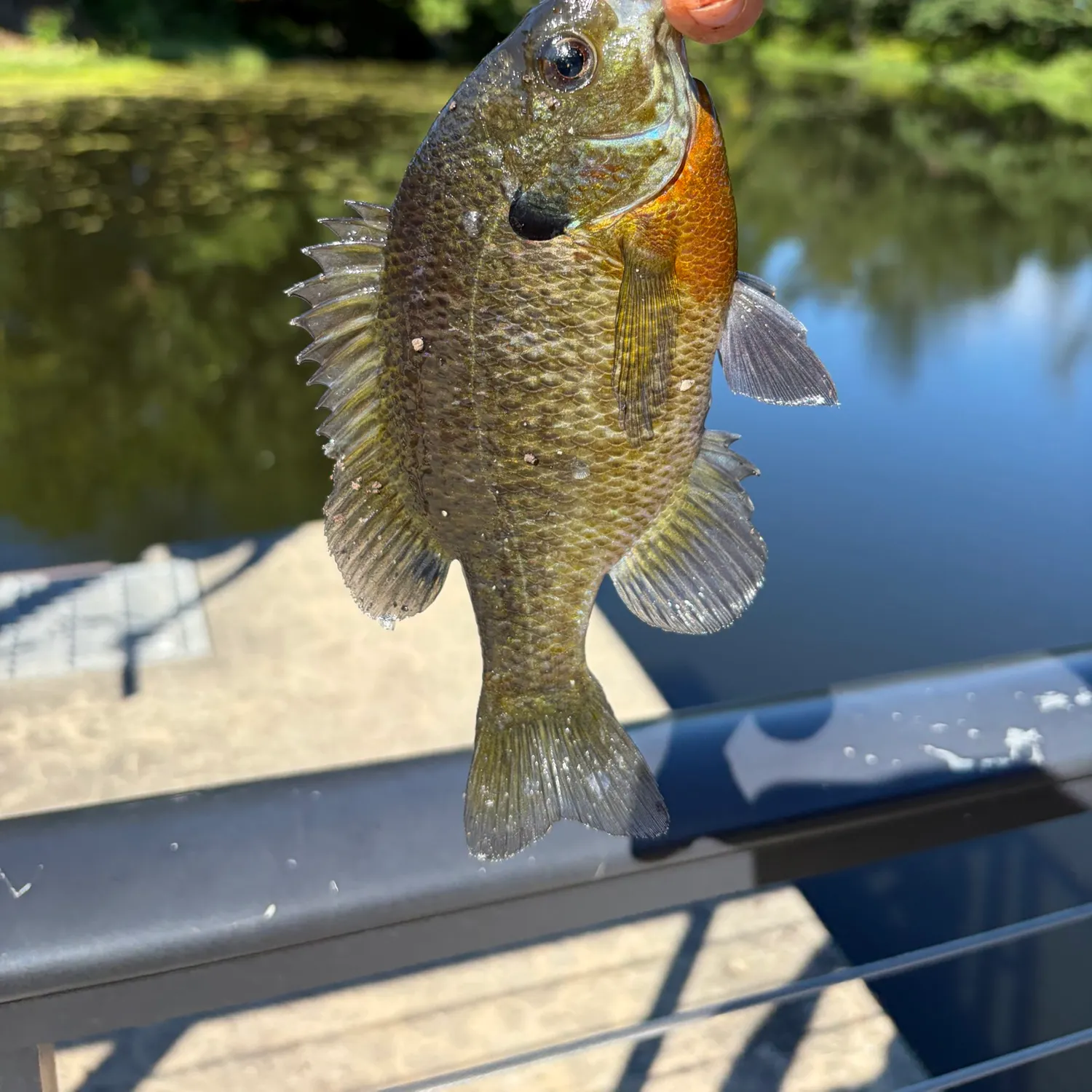 Bluegill caught on Fishbrain