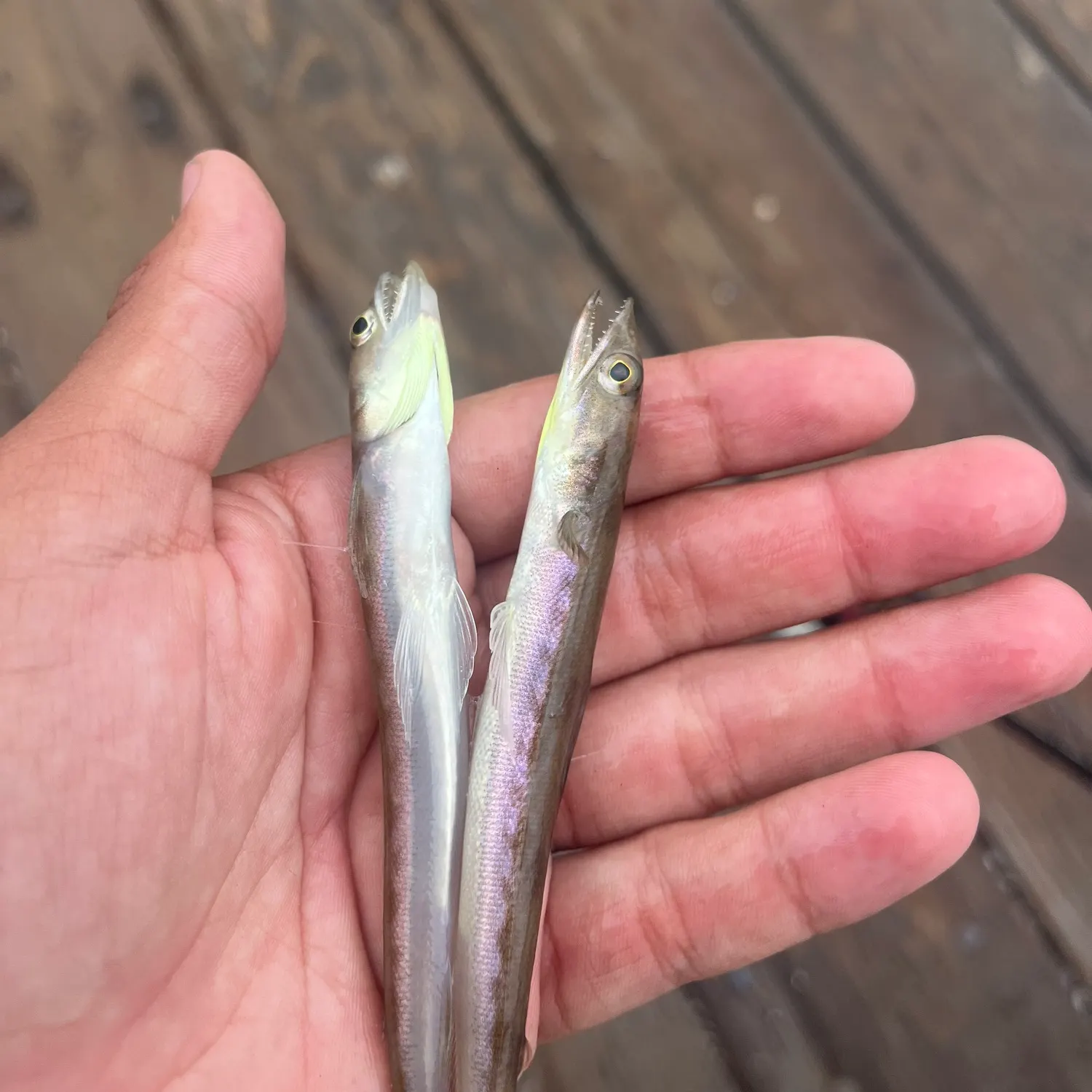 The most recent Inshore lizardfish catches on Fishbrain