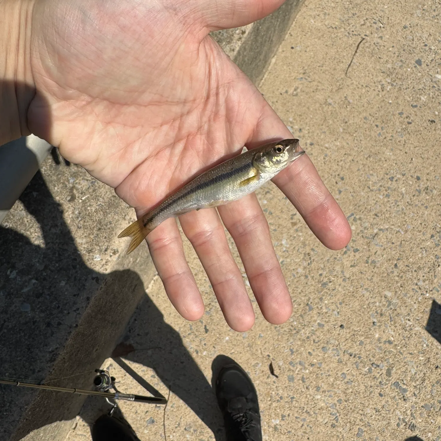 Creek chub caught on Fishbrain