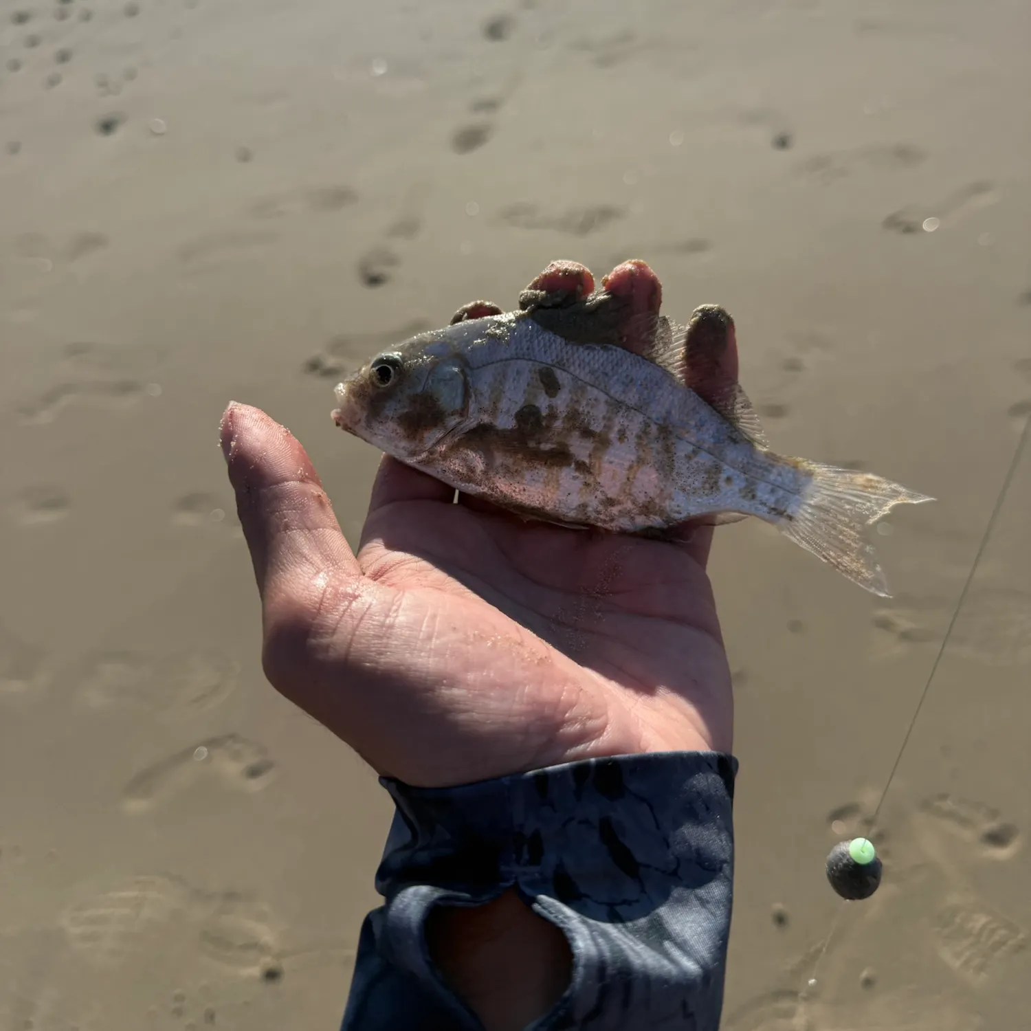 The most recent Barred surfperch catches on Fishbrain