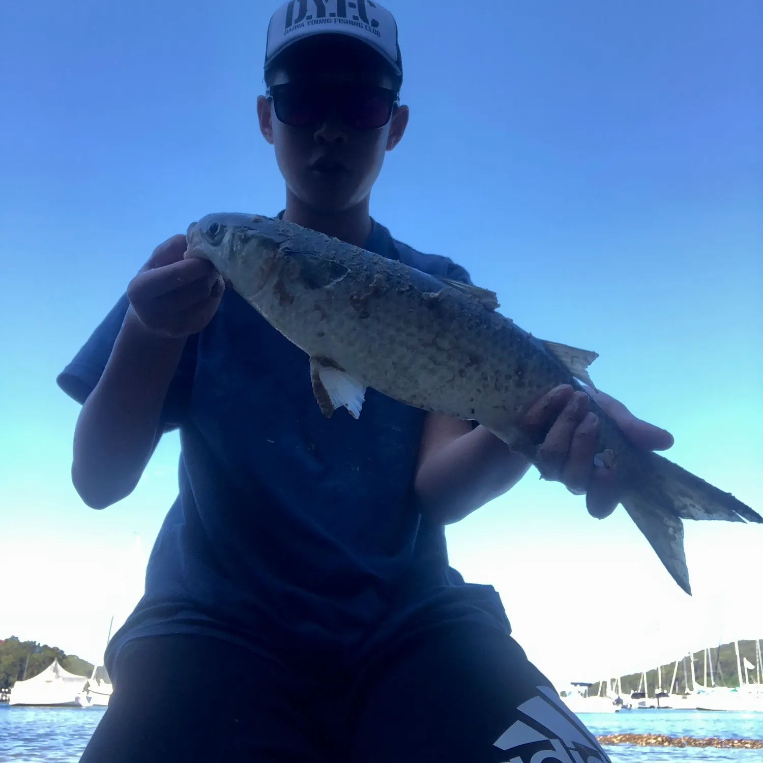 The most recent Largescale mullet catches on Fishbrain