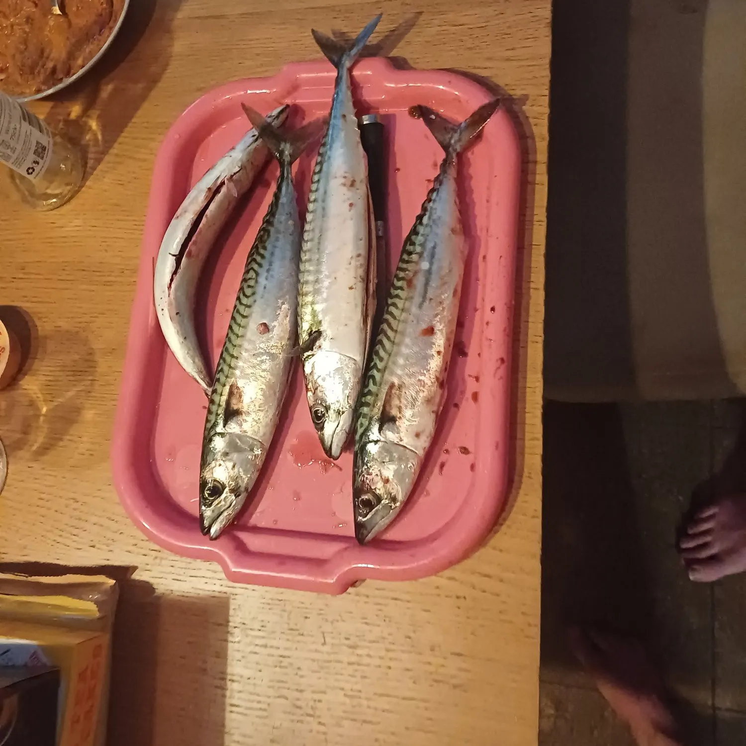 The most recent Atlantic mackerel catches on Fishbrain