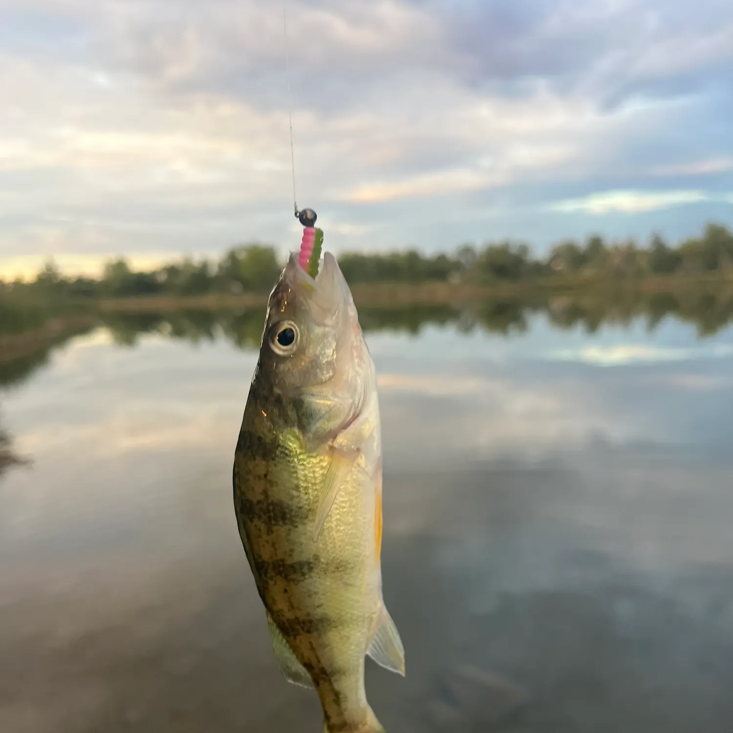 Yellow perch caught on Fishbrain