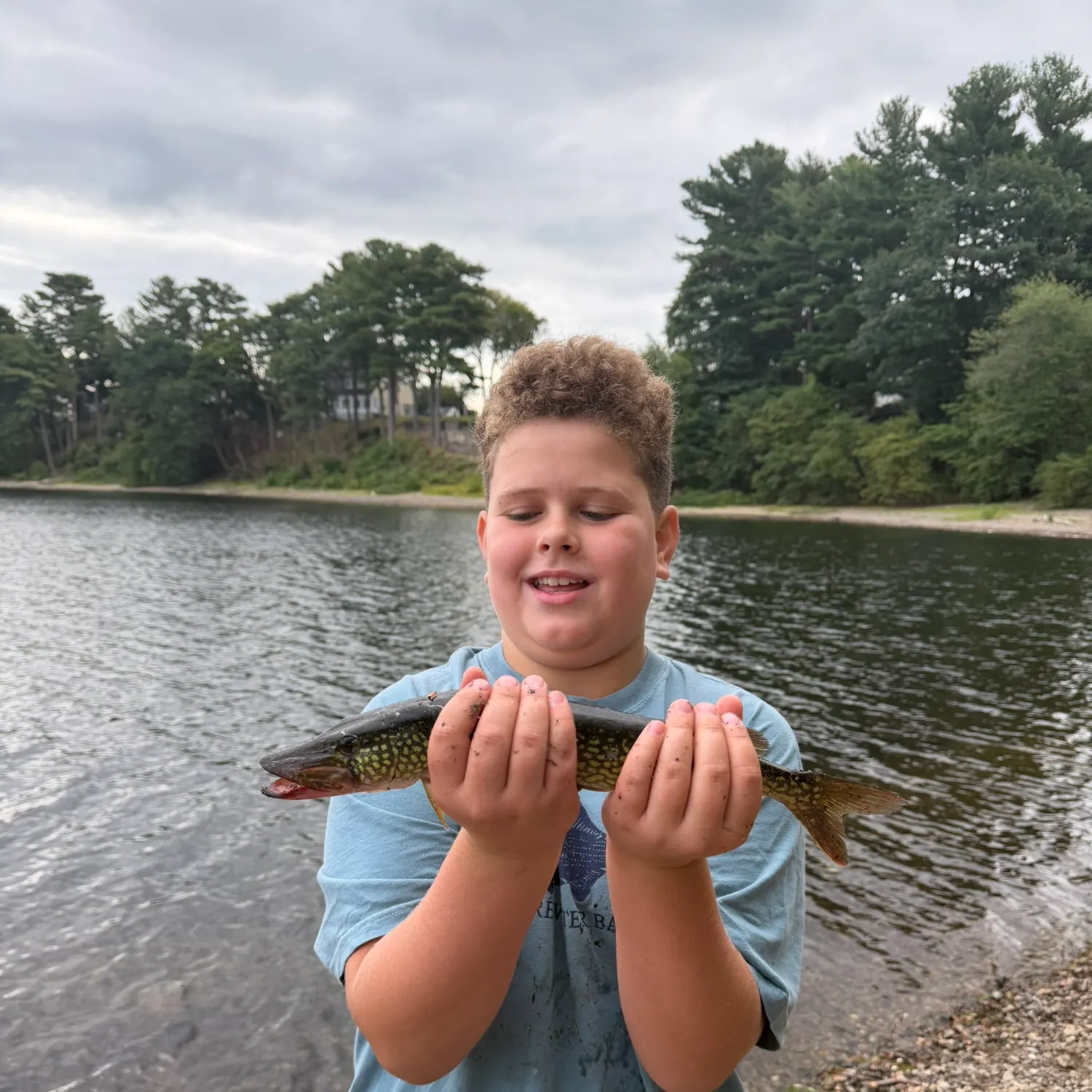 Chain pickerel caught on Fishbrain