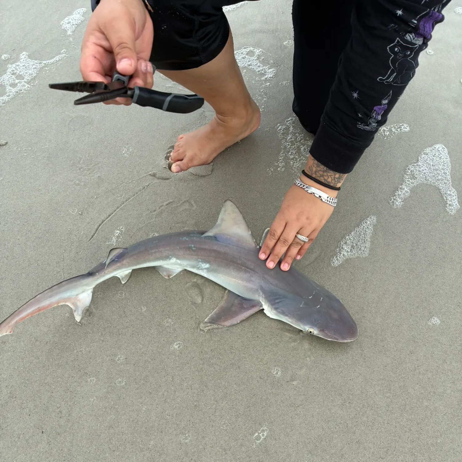 The most recent Sandbar shark catches on Fishbrain