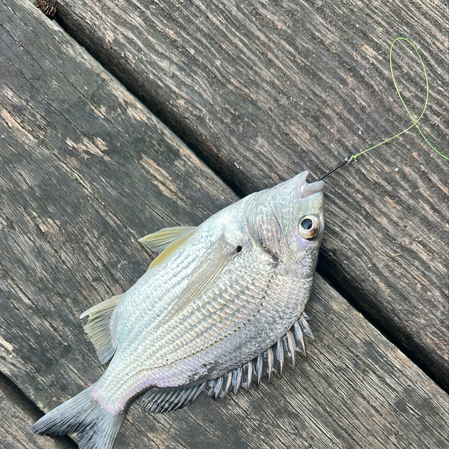 Surf bream caught on Fishbrain