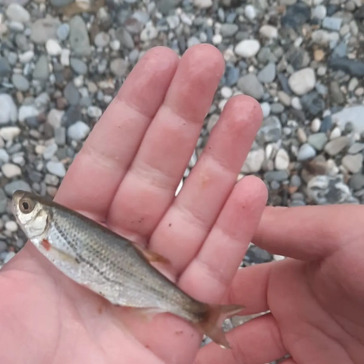 The most recent Ohrid spirlin catches on Fishbrain