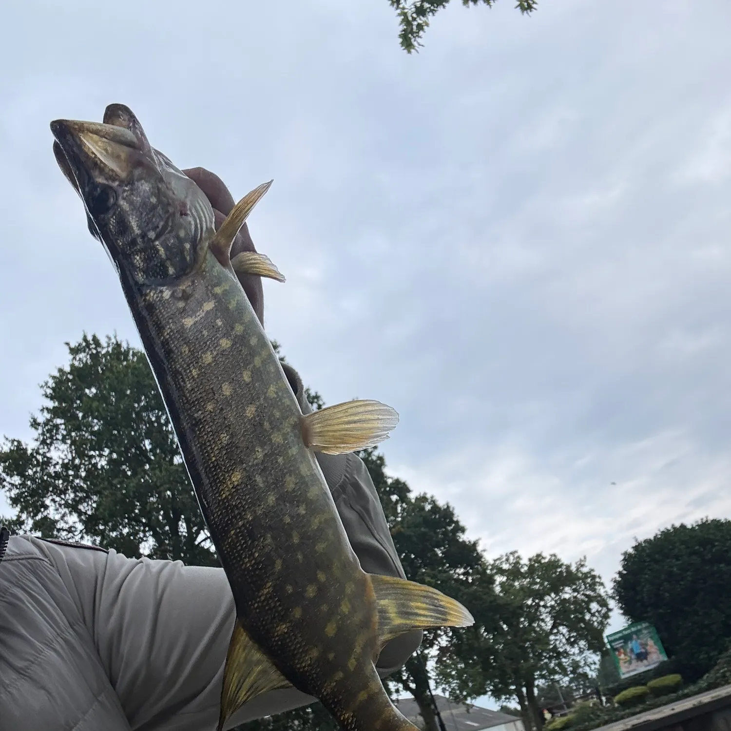 Northern pike caught on Fishbrain