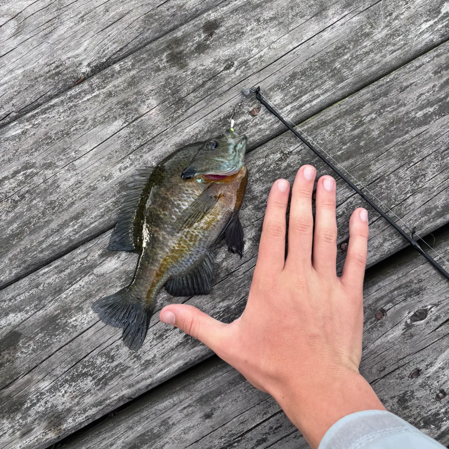 recently logged catches