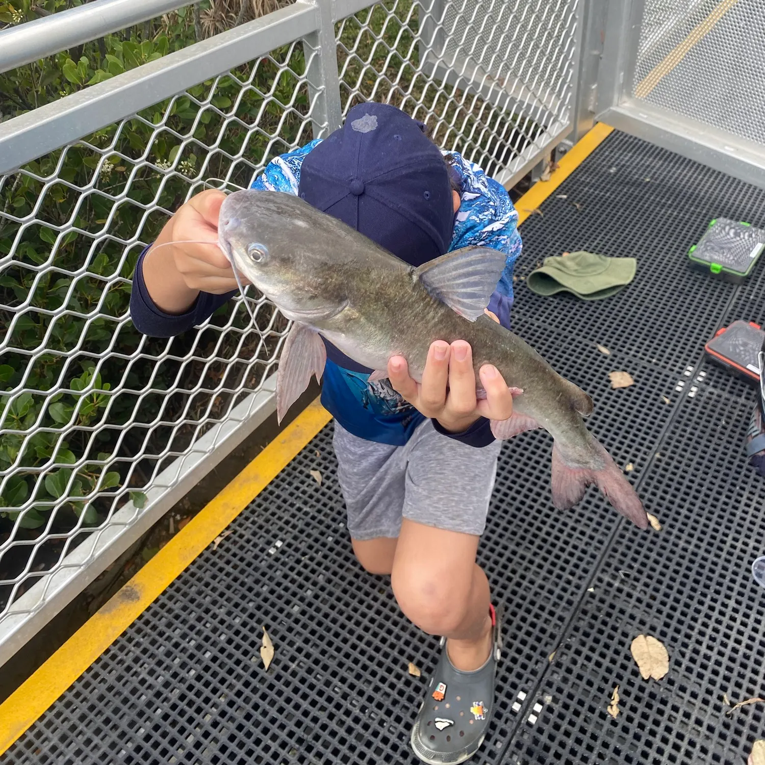 The most recent Blue salmon catfish catches on Fishbrain